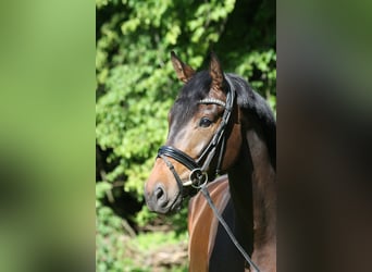 Oldenburger, Wallach, 4 Jahre, 174 cm, Schwarzbrauner