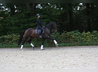 Oldenburger, Wallach, 4 Jahre, 174 cm, Schwarzbrauner