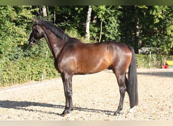 Oldenburger, Wallach, 4 Jahre, 174 cm, Schwarzbrauner