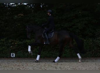Oldenburger, Wallach, 4 Jahre, 174 cm, Schwarzbrauner