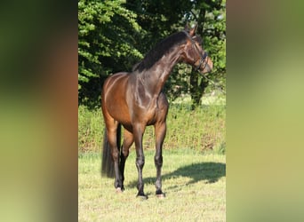 Oldenburger, Wallach, 4 Jahre, 174 cm, Schwarzbrauner