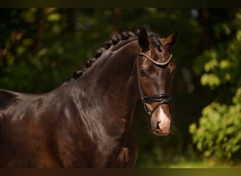 Oldenburger, Wallach, 4 Jahre, 174 cm, Schwarzbrauner