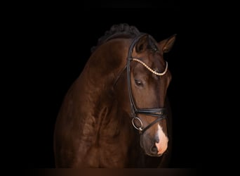 Oldenburger, Wallach, 4 Jahre, 174 cm, Schwarzbrauner