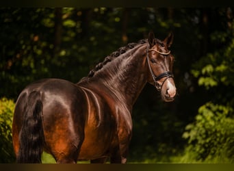 Oldenburger, Wallach, 4 Jahre, 174 cm, Schwarzbrauner