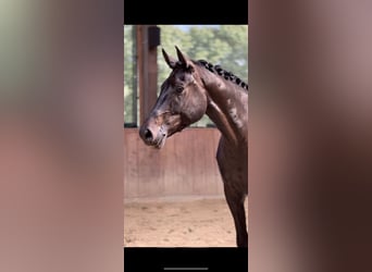 Oldenburger, Wallach, 4 Jahre, 174 cm, Schwarzbrauner