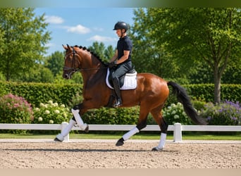 Oldenburger, Wallach, 4 Jahre, 175 cm, Brauner