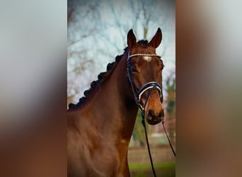 Oldenburger, Wallach, 4 Jahre, 175 cm, Brauner
