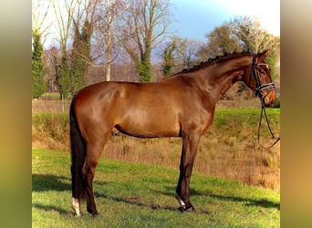 Oldenburger, Wallach, 4 Jahre, 175 cm, Brauner