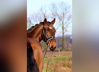 Oldenburger, Wallach, 4 Jahre, 175 cm, Brauner