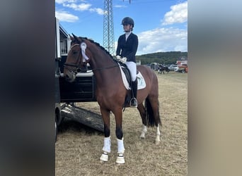 Oldenburger, Wallach, 4 Jahre, 175 cm, Dunkelbrauner