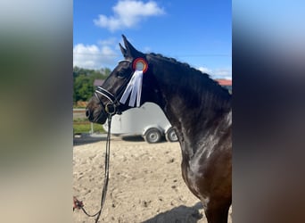 Oldenburger, Wallach, 4 Jahre, 175 cm, Dunkelbrauner