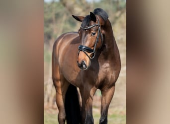 Oldenburger, Wallach, 4 Jahre, 175 cm, Dunkelbrauner