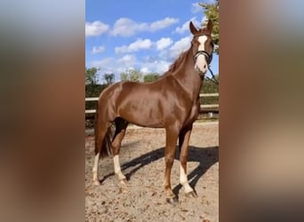 Oldenburger, Wallach, 4 Jahre, 175 cm, Fuchs