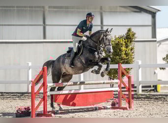 Oldenburger, Wallach, 4 Jahre, 175 cm, Schimmel