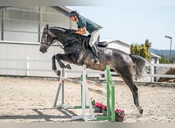 Oldenburger, Wallach, 4 Jahre, 175 cm, Schimmel