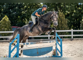 Oldenburger, Wallach, 4 Jahre, 175 cm, Schimmel
