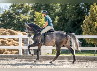 Oldenburger, Wallach, 4 Jahre, 175 cm, Schimmel