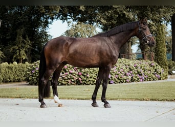 Oldenburger, Wallach, 4 Jahre, 176 cm, Dunkelbrauner