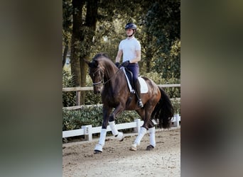 Oldenburger, Wallach, 4 Jahre, 176 cm, Dunkelbrauner