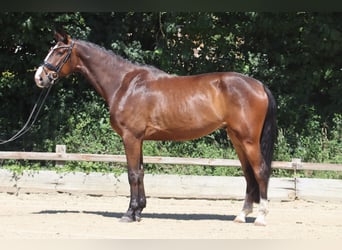 Oldenburger, Wallach, 4 Jahre, 176 cm, Dunkelbrauner