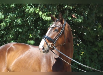 Oldenburger, Wallach, 4 Jahre, 176 cm, Dunkelbrauner