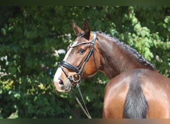 Oldenburger, Wallach, 4 Jahre, 176 cm, Dunkelbrauner