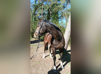 Oldenburger, Wallach, 4 Jahre, 176 cm, Dunkelbrauner