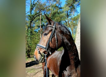 Oldenburger, Wallach, 4 Jahre, 176 cm, Dunkelbrauner