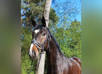 Oldenburger, Wallach, 4 Jahre, 176 cm, Dunkelbrauner