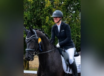 Oldenburger, Wallach, 4 Jahre, 176 cm, Rappe