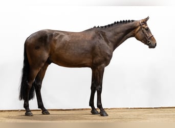 Oldenburger, Wallach, 4 Jahre, 177 cm, Brauner
