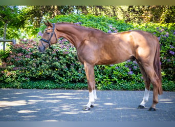 Oldenburger, Wallach, 4 Jahre, 177 cm, Fuchs