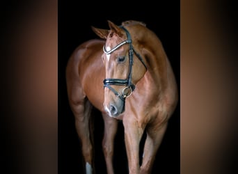 Oldenburger, Wallach, 4 Jahre, 177 cm, Fuchs