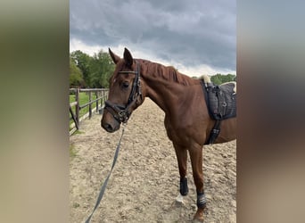 Oldenburger, Wallach, 4 Jahre, 178 cm, Fuchs