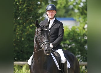 Oldenburger, Wallach, 4 Jahre, 178 cm, Rappe