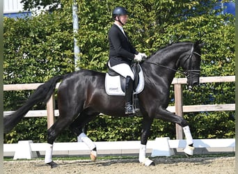 Oldenburger, Wallach, 4 Jahre, 178 cm, Rappe
