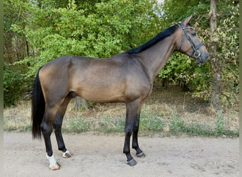Oldenburger, Wallach, 4 Jahre, 178 cm, Rotbrauner