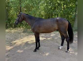 Oldenburger, Wallach, 4 Jahre, 178 cm, Rotbrauner