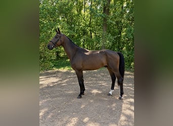Oldenburger, Wallach, 4 Jahre, 178 cm, Rotbrauner