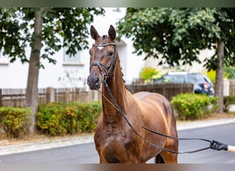 Oldenburger, Wallach, 4 Jahre, 179 cm, Dunkelbrauner