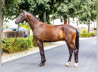 Oldenburger, Wallach, 4 Jahre, 179 cm, Dunkelbrauner