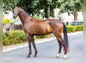 Oldenburger, Wallach, 4 Jahre, 179 cm, Dunkelbrauner