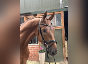 Oldenburger, Wallach, 4 Jahre, 179 cm, Fuchs