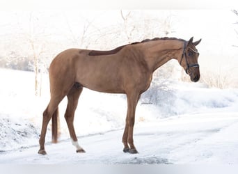 Oldenburger, Wallach, 4 Jahre, 180 cm, Fuchs