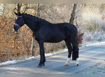 Oldenburger, Wallach, 4 Jahre, 180 cm, Rappe