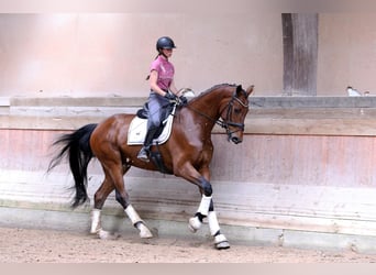 Oldenburger, Wallach, 4 Jahre, 182 cm, Brauner