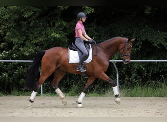Oldenburger, Wallach, 4 Jahre, 182 cm, Brauner