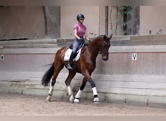 Oldenburger, Wallach, 4 Jahre, 182 cm, Brauner
