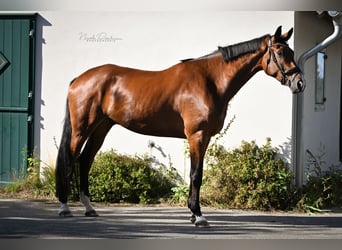 Oldenburger, Wallach, 4 Jahre, 186 cm, Brauner