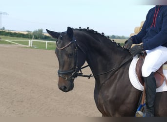 Oldenburger, Wallach, 4 Jahre, Dunkelbrauner